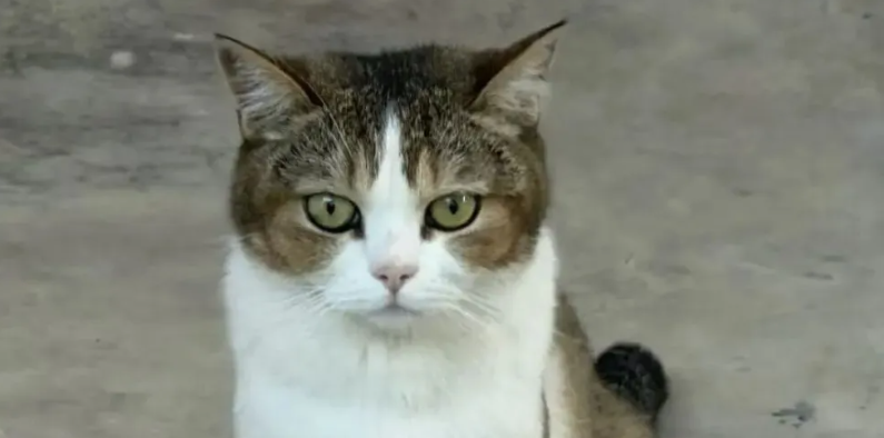 一晚抓捕七八只猫只卖百元!这就是猫车黑色链条的上游吗?