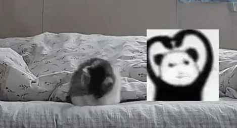 这就是“别人家的猫”？清晨监控拍下暖心一幕，网友：心都要化了