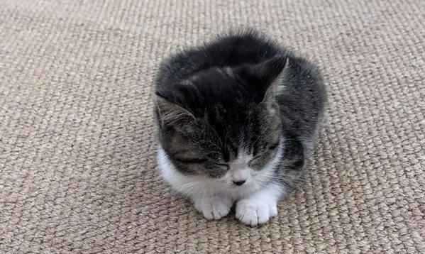 这就是“别人家的猫”？清晨监控拍下暖心一幕，网友：心都要化了