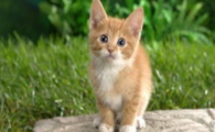 猫咪喝水多尿多体重下降，是早期血糖代谢异常吗？