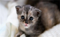 猫咪老打喷嚏喷出鼻涕但精神很好
