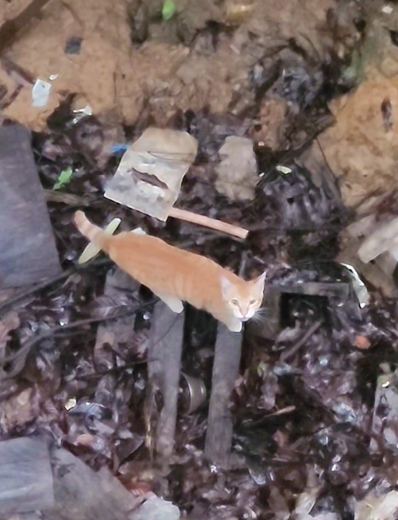 猫咪冒死回家却傻眼:屋外大雨,屋内汪洋,网友:不回也罢 猫咪冒死回家却傻眼:屋外大雨,屋内汪洋,网友:不回也罢