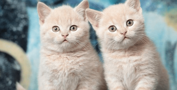 猫咪角膜炎会失明吗