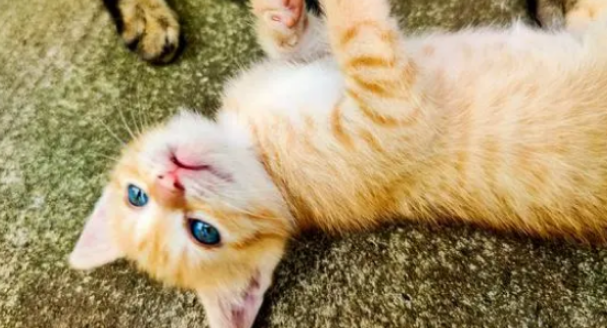 猫咪肾衰竭中后期该怎样养护调理