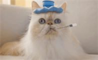 猫咪发热了会有哪些症状