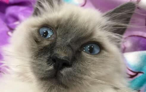 猫咪呼吸急促腹部起伏大？