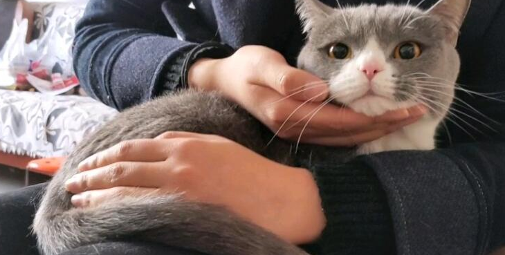 猫咪弓形虫病要如何做好预防
