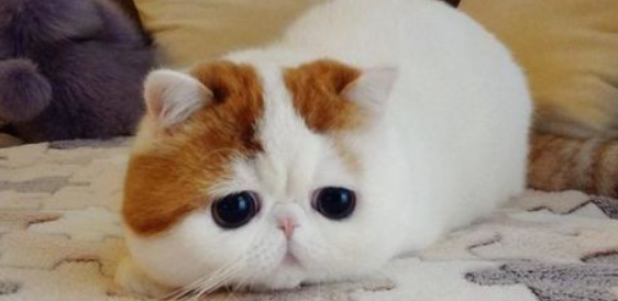 猫咪频繁轻微张嘴哈气几秒，是轻度呼吸窘迫综合征吗？