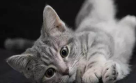 猫咪毛发干枯大量断毛,是皮质营养缺乏症吗?