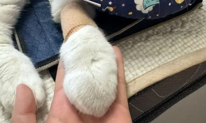 猫咪生病去医院挂水,收获40码雷霆大脚,求助铲屎官 猫咪生病去医院挂水,收获40码雷霆大脚,求助铲屎官