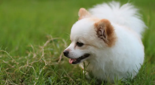 狗狗不进食是什么原因导致的