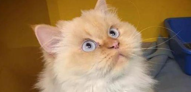 猫咪习惯性咀嚼猫砂，是异食性微量元素代谢异常吗？