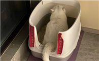 猫咪频繁蹲猫砂盆尿很少，是得了什么病？