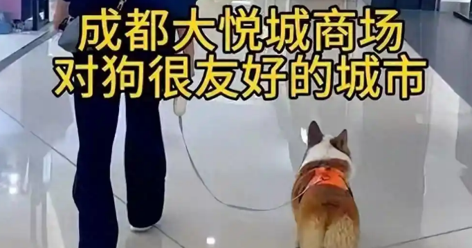 多地养犬新规放开，宠物友好不能逼公众一再退让