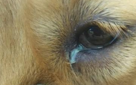 狗狗眼有黄脓状眼屎怎么回事