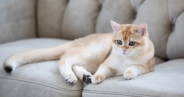 猫咪患上绦虫病应当如何处理 猫咪患上绦虫病应当如何处理