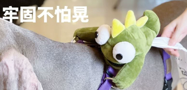 BXXMPET爆宠宠物背包好用吗？携宠出行便携好物解析