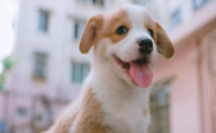狗狗运动后频繁甩头，是运动后内耳压力失衡吗？