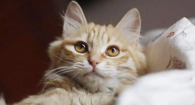 猫咪肺水肿呼吸困难该怎样急救 猫咪肺水肿呼吸困难该怎样急救