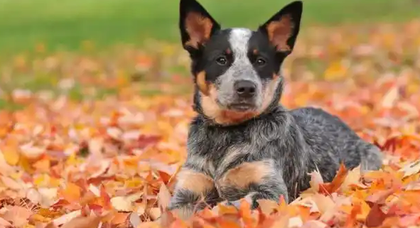 天生的护牛犬，澳大利亚牧牛犬，你了解吗