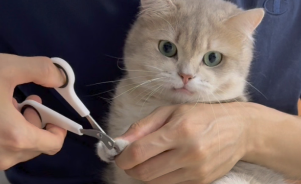 猫咪需要定期剪指甲吗？