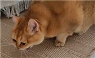 猫咪经常呕吐,哪些情况属于危险信号?