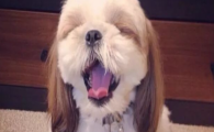 狗狗饭后频繁伸懒腰,是胃部胀气牵拉舒缓吗?