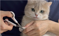 猫咪需要定期剪指甲吗?