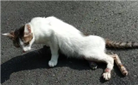 猫咪后腿突然瘸了是怎么回事?