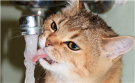 猫咪不爱喝水会带来哪些隐患?