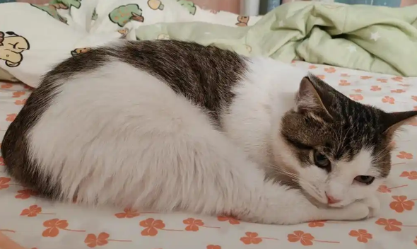 猫打完疫苗发烧怎么办