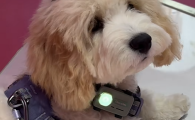 宠物AI手机哪个好?乐宠它 PetPhone读懂毛孩子内心世界