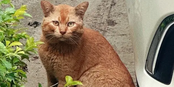 20斤英短被瘦猫堵墙角，主人想救也被瞪，原来怂是会遗传的