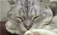 猫咪突然没精神不爱动，该从哪些方面判断情况？