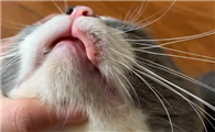 猫咪黑下巴是什么原因,该怎么处理?