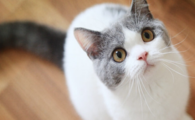 猫咪惧怕狭小避光角落,是幽闭环境焦虑吗?