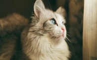 猫咪吃得不少却日渐消瘦,难道是慢性低蛋白血症在作祟?
