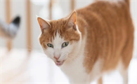 猫咪猫传染性腹膜炎能治愈吗