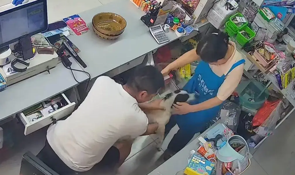 小狗被医院宣布死亡，半个月后却横跨几十公里自己跑回家