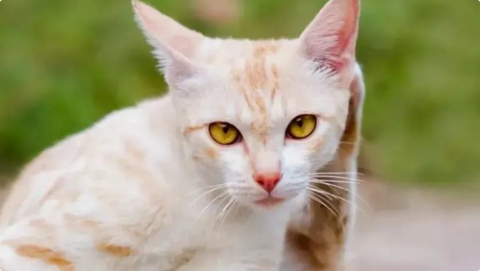 猫咪喝很多水但消瘦了？