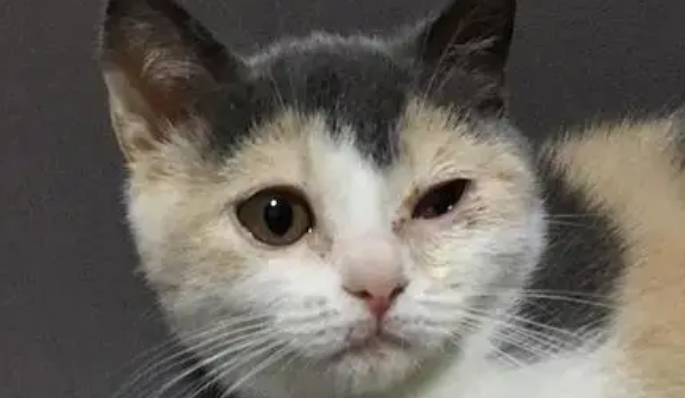 猫咪眼睛一只大一只小有点睁不开怎么回事