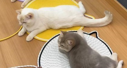 西纱尔天然剑麻猫抓垫怎么样 西纱尔天然剑麻猫抓垫怎么样