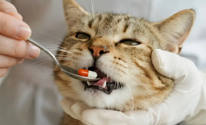 猫咪腹泻软便，直接喂人用止泻药行不行？