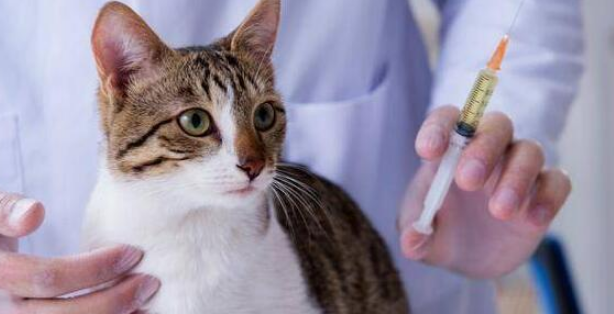 猫咪杯状病毒感染和口炎存在关联吗 猫咪杯状病毒感染和口炎存在关联吗