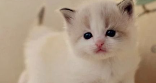 猫咪频繁躲避灯光闭眼,是轻微畏光症吗? 猫咪频繁躲避灯光闭眼,是轻微畏光症吗?