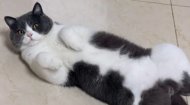 20斤英短被瘦猫堵墙角，主人想救也被瞪，原来怂是会遗传的