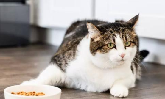 猫咪食欲差但精神尚可？