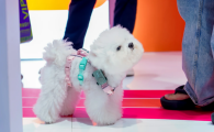 宠物手机推荐乐宠它PetPhone,重塑现代化 AI 养宠新体验