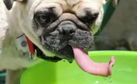 狗狗喝水多且消瘦是什么病?