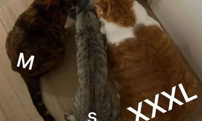 22斤胖橘猫拍出8斤既视感,9斤彩狸猫表示不服 22斤胖橘猫拍出8斤既视感,9斤彩狸猫表示不服